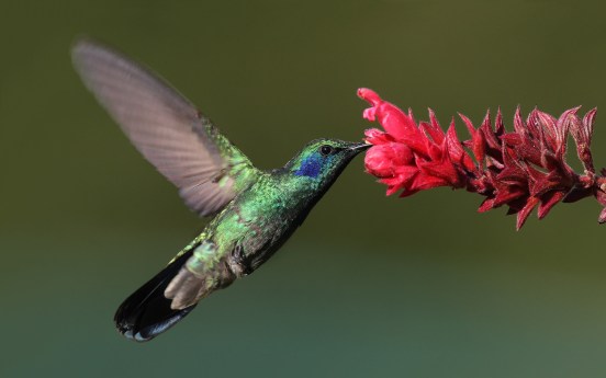 Trochilinae_Colibri_thalassinus