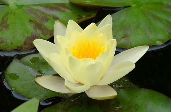 lotus jaune