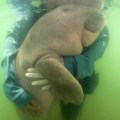 thai-vets-nurture-lost-baby-dugong-with-milk-and-sea-grass__430280_